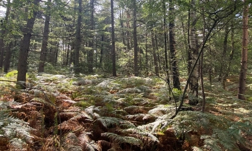 omgeving-prachtige-natuur